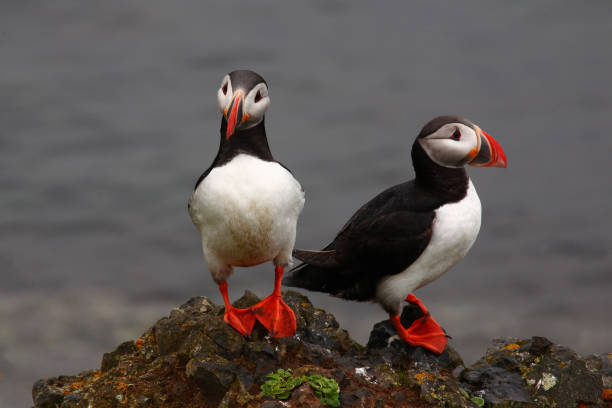 istock Papageitaucher / Atlantic puffin / Fratercula arctica 2205145794