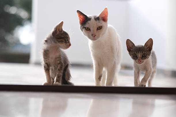 istock Mother Cat with Two Kittens in Greece 2205145932