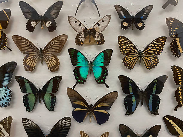 istock Butterfly Collection Display Featuring Colorful and Exotic Species Isolated on White Background 2205145969