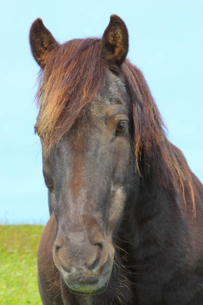 istock Islandpferd / Icelandic horse / Equus ferus caballus 2205146070