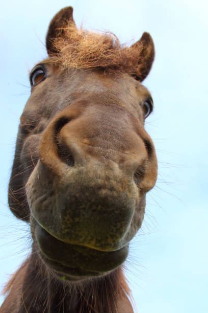 istock Islandpferd / Icelandic horse / Equus ferus caballus 2205146071