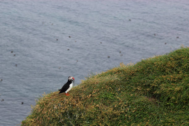 istock Papageitaucher / Atlantic puffin / Fratercula arctica 2205146088
