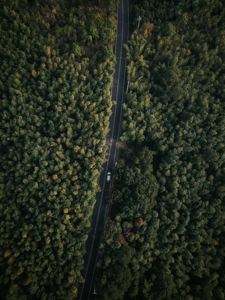 istock A road in the middle of a forest. 2205147430