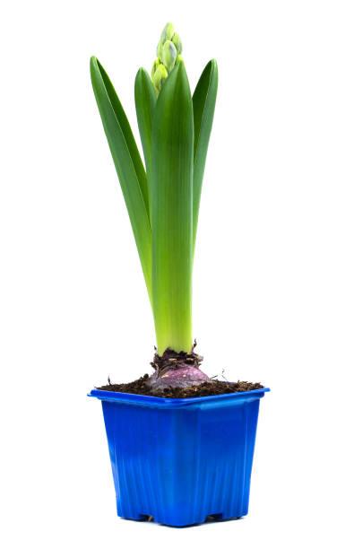 istock the hyacinth in a pot isolated on white background 2205147843