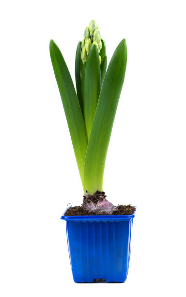 the hyacinth in a pot isolated on white background