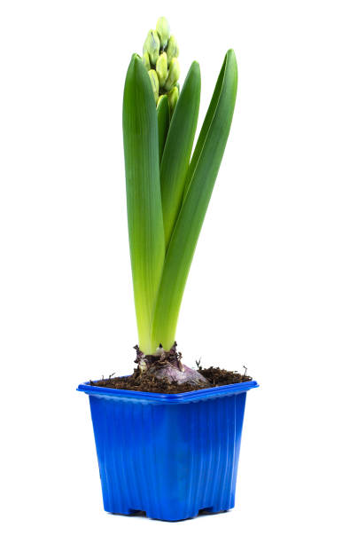 istock the hyacinth in a pot isolated on white background 2205147855