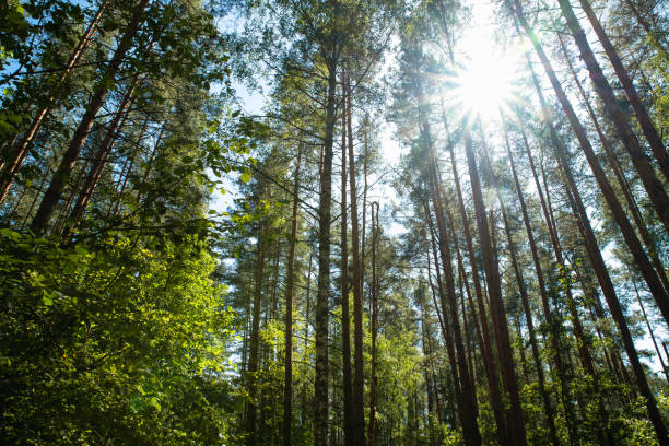 istock Sun Shining Through Trees of Green Forest 2205150740