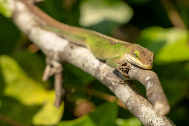 istock Green Anoles Lizard Attempts to Blend Into Branch 2205150752
