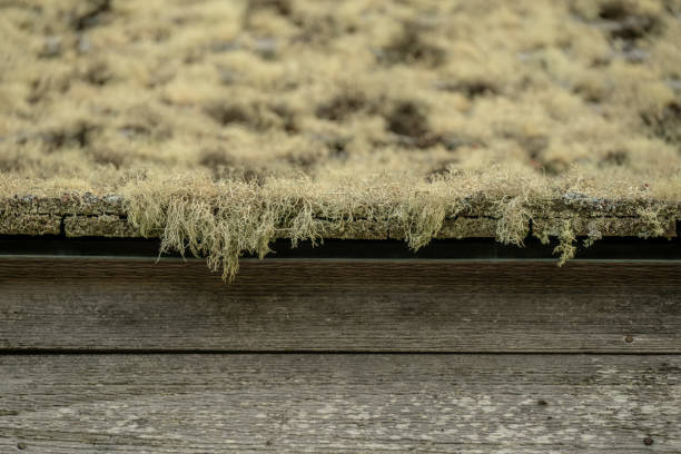 Moss Hangs Over The Edge Of Wooden Shingles In Acadia National Park