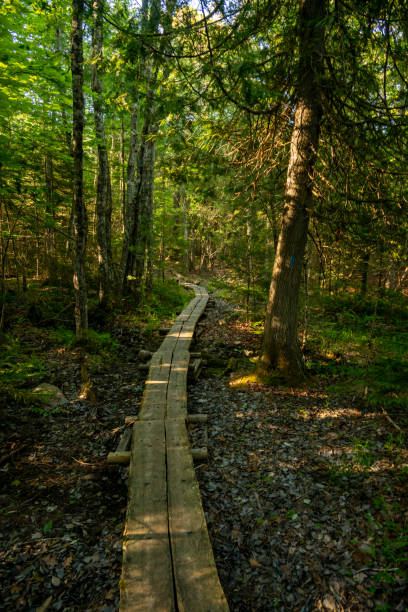istock Narrow Boardwalk Snakes through Forest in Acadia 2205151091
