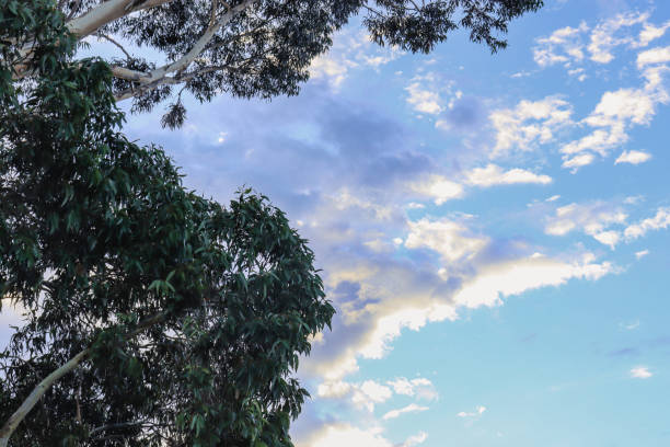 Low angle view of clouds before dusk in Metro Vancouver, British Columbia.