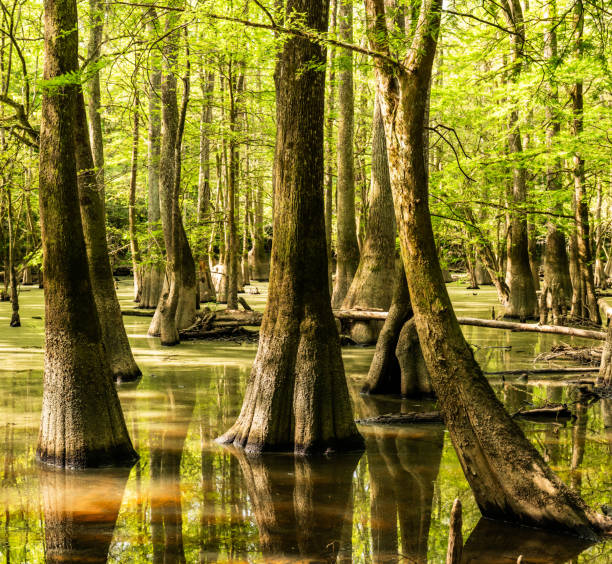 istock Water Floods Lowlands along the Kingsnake Trail 2205154863