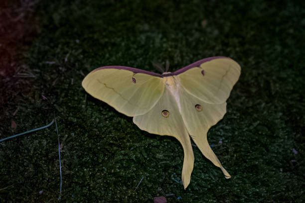 istock Close-Up of a Luna Moth with Unique Patterns on Green Background 2205157076