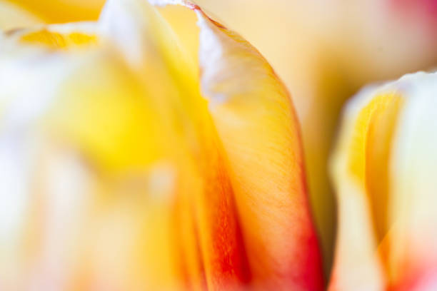 Yellow and orange tulip petals in a soft-focus macro shot, highlighting their gentle curves and layered structure. The delicate transition between warm hues adds depth to the image. The blurred background creates a dreamy, artistic effect that emphasizes the tulip’s intricate details.
