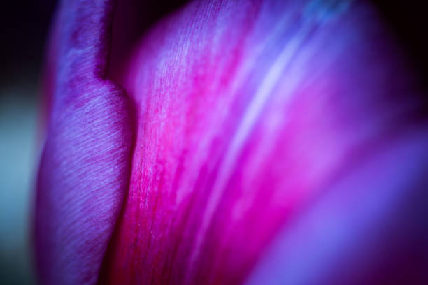 The most beautiful moment of a plant is during the bloom - with different perspectives the fascinating pictures relax the stressful everyday life.