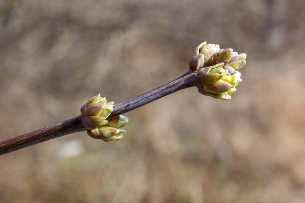 istock A branch of a tree with fresh buds that begin to open 2205158269