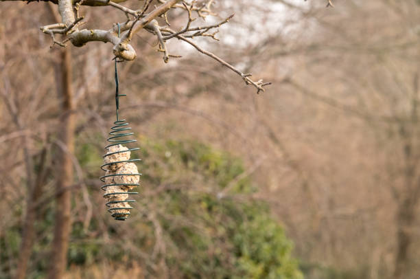 Metal spiral bird feeder with fat balls hanging from a tree branch, providing food for birds during the winter season