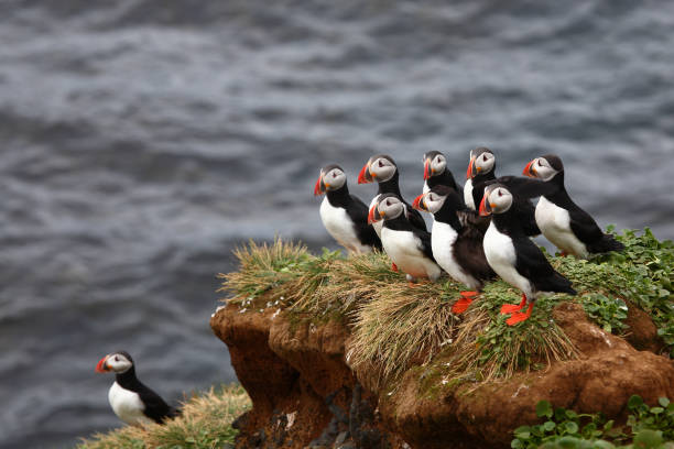 istock Papageitaucher / Atlantic puffin / Fratercula arctica 2205163115