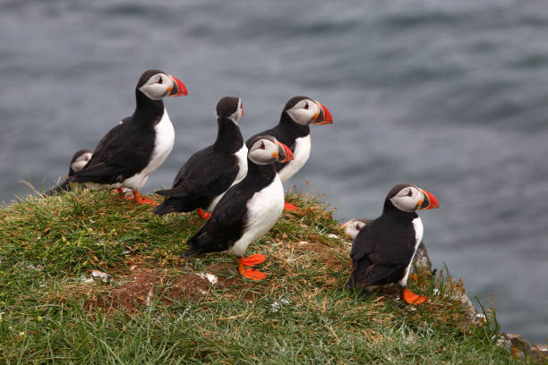 istock Papageitaucher / Atlantic puffin / Fratercula arctica 2205163131