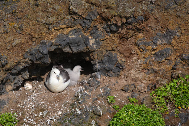 istock Eissturmvogel / Northern fulmar / Fulmarus glacialis 2205163170