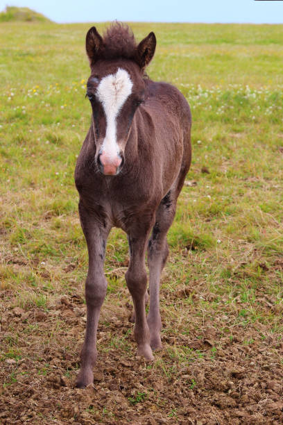 istock Islandpferd / Icelandic horse / Equus ferus caballus 2205163397