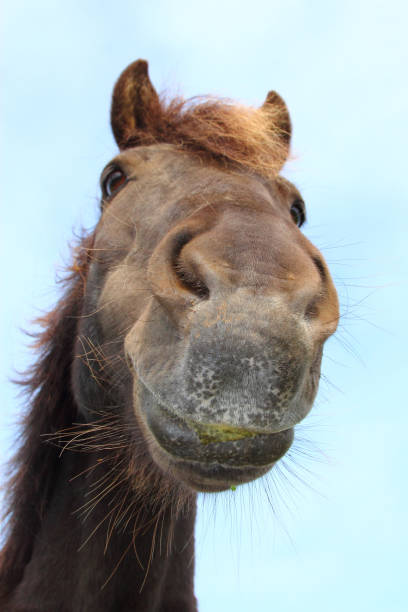 istock Islandpferd / Icelandic horse / Equus ferus caballus 2205163471