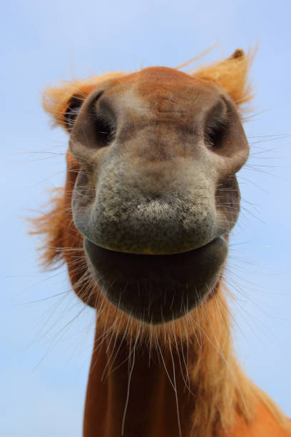 istock Islandpferd / Icelandic horse / Equus ferus caballus 2205163477