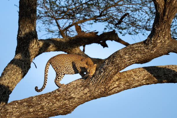 istock Female African Leopard at sunset 2205164483