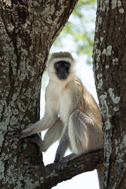 istock Black face monkey sitting in the crook of a tree 2205164487