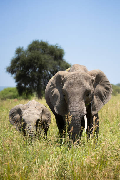 istock Mother Elephant and calf in the tall grass 2205164496