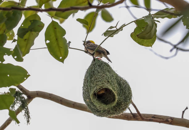 istock Close up nest bird from leaf dry in nature garden on tree 2205164607
