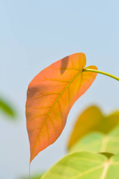 Ficus religiosa , Ficus religiosa Linn or Moraceaeand and sky background