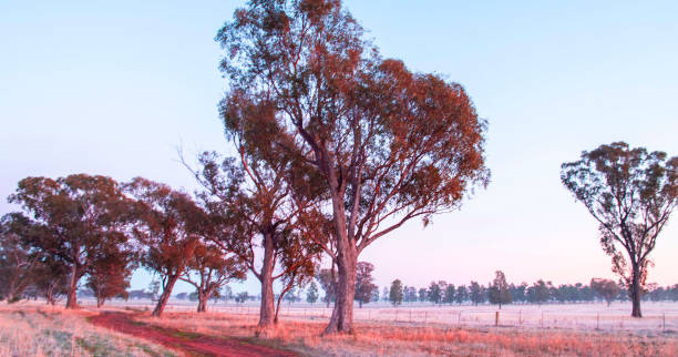 istock Brushwood back roads - Rural Riverina NSW 2205166925