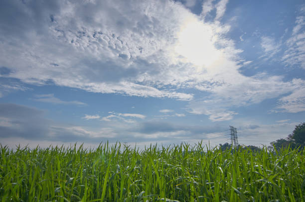 green paddy field with beautiful blue sky