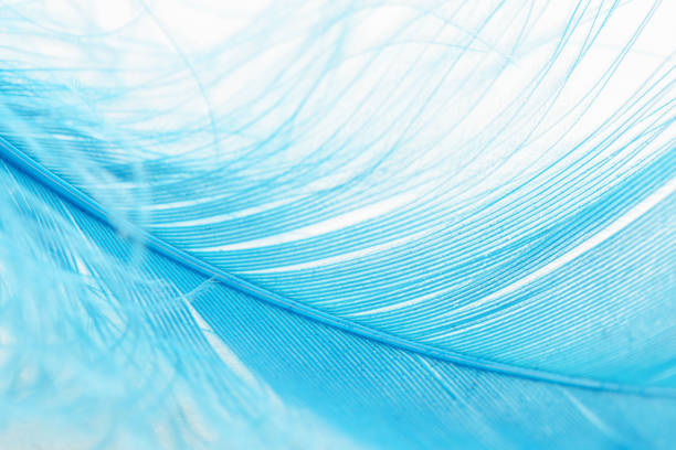 istock Closeup view of a blue feather on a white background 2205170083