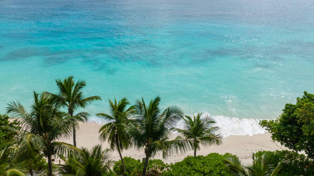 istock Palm trees by the turquoise ocean. Seychelles, Mahe. 2205171522