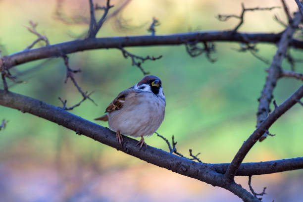 portrait of a sparrow on a branch of a plant (Passer montanus)