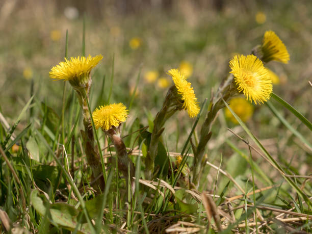 istock blooming coltsfoot flowers close up 2205174918