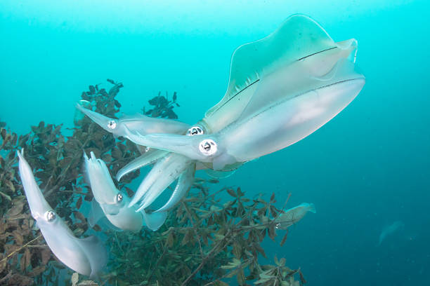 Underwater photo of wild Bigfin reef squid spawning