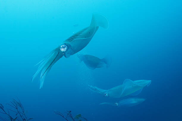 istock Underwater photo of wild Bigfin reef squid spawning 2205175957
