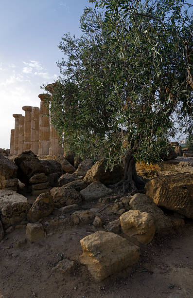 Remains of the Temple of Heracles in valley of the temples, Agrigento-Sicily