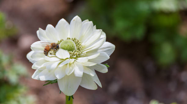 istock A single bee on a white double-petaled anemone. Anemone coronaria, Anemone, windflower, Harmony Double White 2205178123
