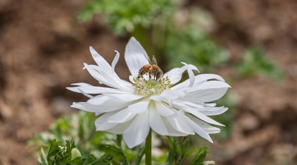 istock A single bee on a white double-petaled anemone. Anemone coronaria, Anemone, windflower, Harmony Double White 2205178124