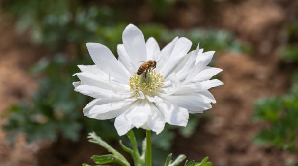 A single bee on a white double-petaled anemone. Anemone coronaria, Anemone, windflower, Harmony Double White