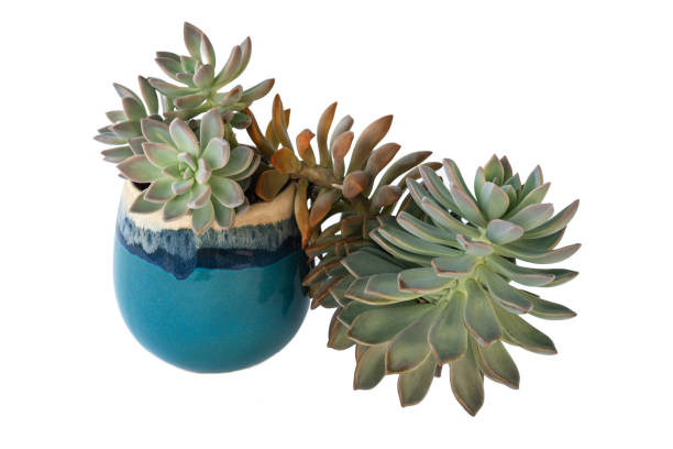 istock Ghost plant paraguayense Succulent plant glossy blue ceramic pot pattern 2205179824