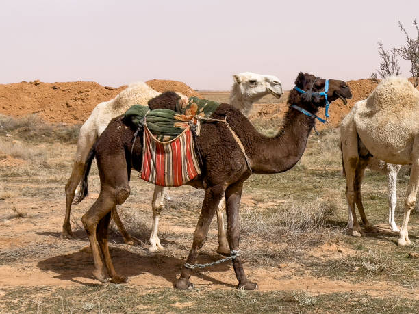 istock A Black Camel Near Buraydah, Saudi Arabia 2205180179