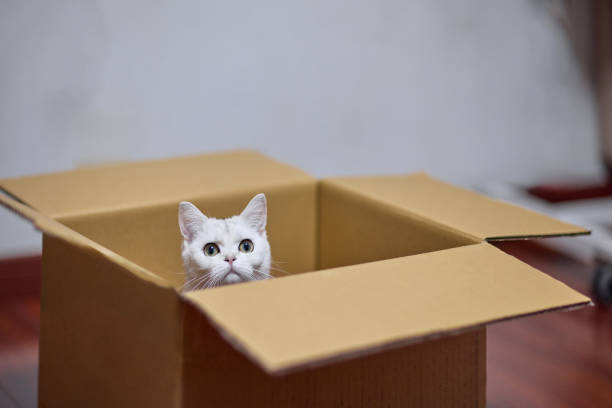 istock Curious Cat Sitting In Cardboard Box 2205180529