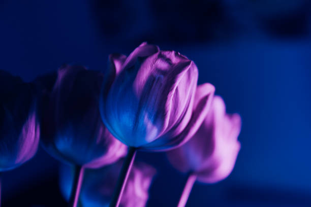 Purple tulip flower growing in a field of tulips with a shallow depth of field