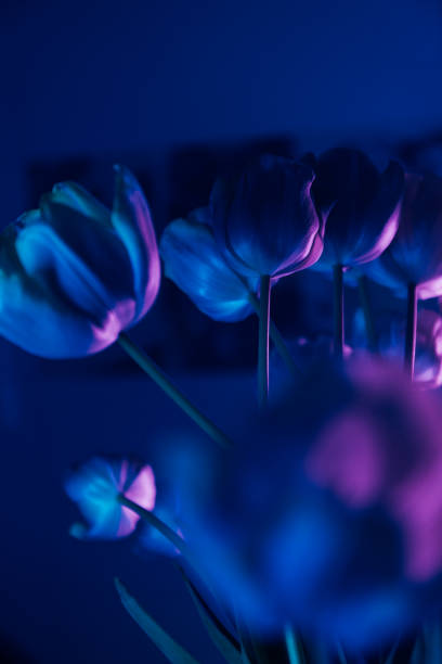 Atmospheric photographs of purple tulips in neon lighting. The interplay of light and shadow creates a mysterious and artistic composition. Perfect for decoration, advertising, blogs, and digital content.