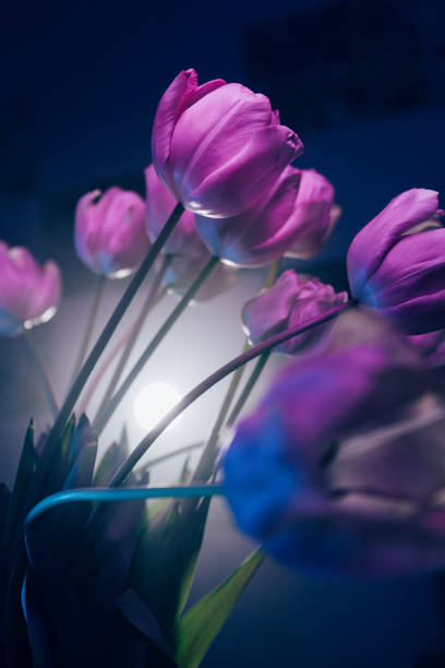 Atmospheric photographs of purple tulips in neon lighting. The interplay of light and shadow creates a mysterious and artistic composition. Perfect for decoration, advertising, blogs, and digital content.
